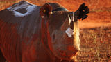 Kenya's expanded Tsavo West Rhino Sanctuary now protects 200 black rhinos across more than 1,200 square miles.