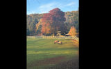 Horses graze in front of the Old Manse of Blair, which houses a Michelin-recommended restaurant.
