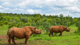 Tauck guests on the  South Africa and Victoria Falls tour will visit Kruger National Park.