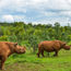 Tauck adds to collection of shorter safaris